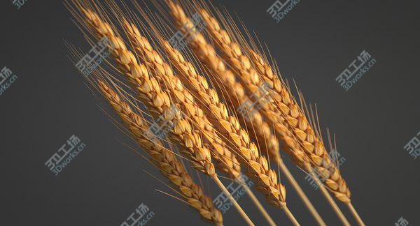 images/goods_img/20210312/Realistic Wheat Spikelets 3D model/2.jpg